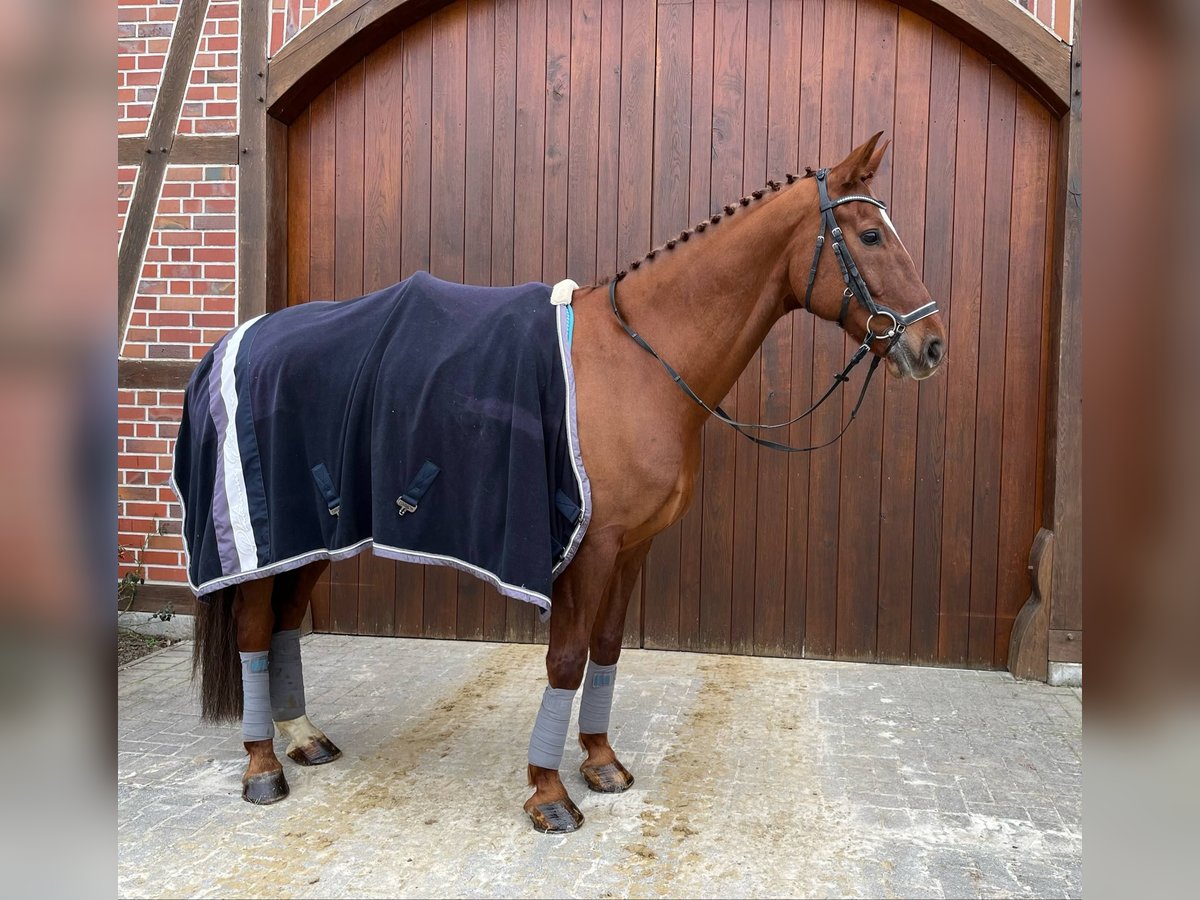 Westfale Wallach 14 Jahre 174 cm Fuchs in Werne