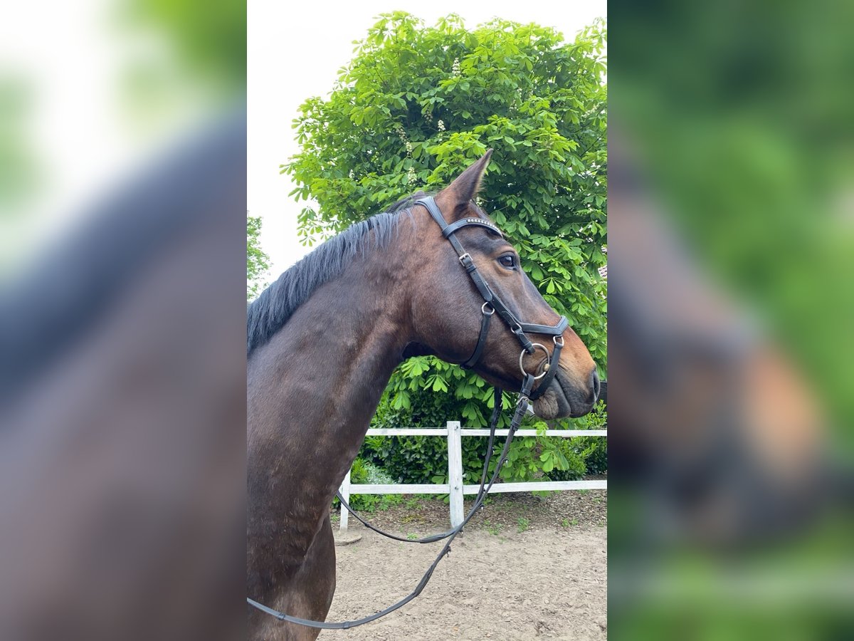 Westfale Wallach 15 Jahre 163 cm Dunkelbrauner in Hopsten