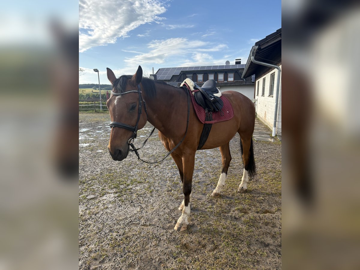 Westfale Wallach 15 Jahre 168 cm Brauner in Lauterbach