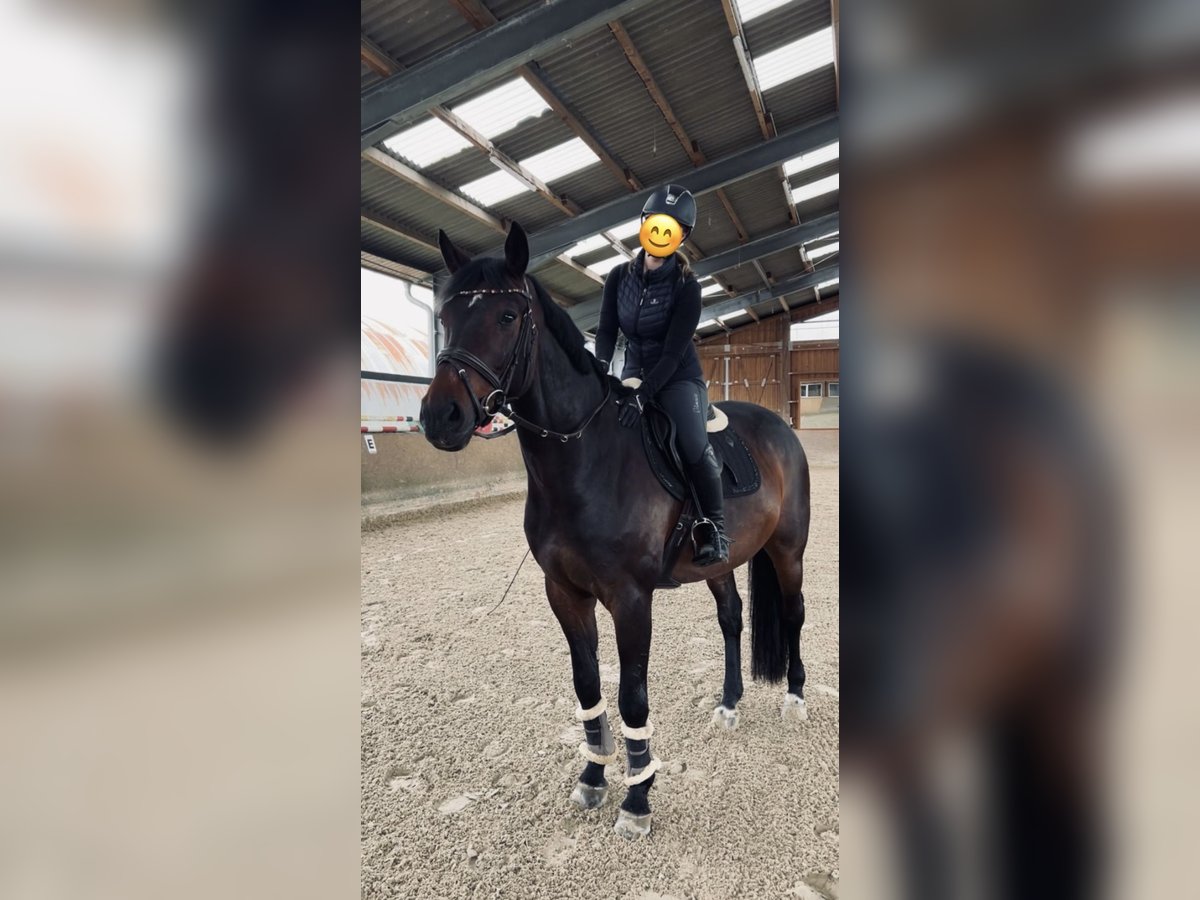 Westfale Wallach 15 Jahre 168 cm Dunkelbrauner in N&#xFC;mbrecht