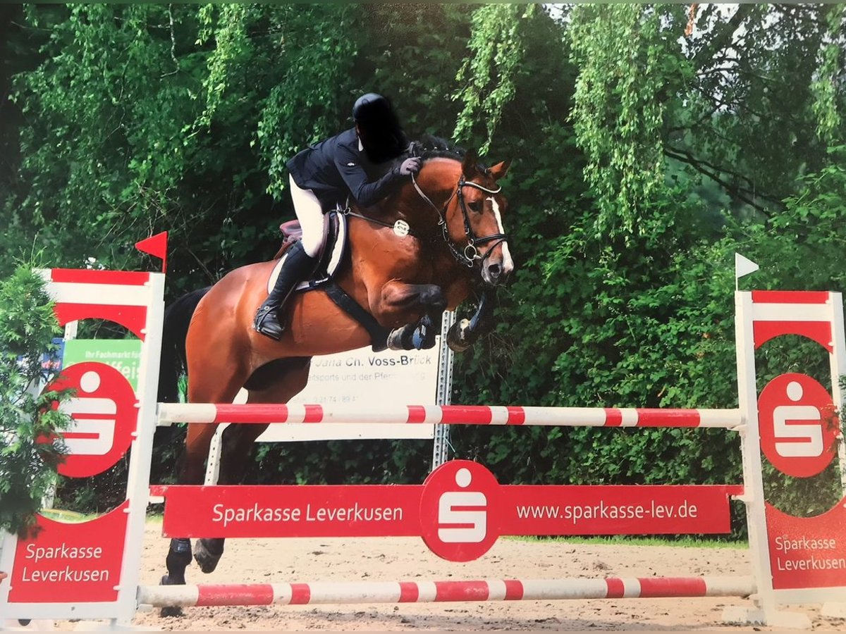 Westfale Wallach 15 Jahre 178 cm Brauner in M&#xF6;nchengladbach