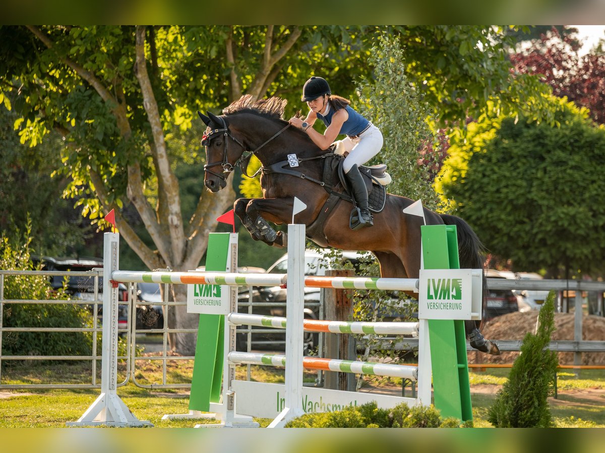 Westfale Wallach 15 Jahre Dunkelbrauner in Halle