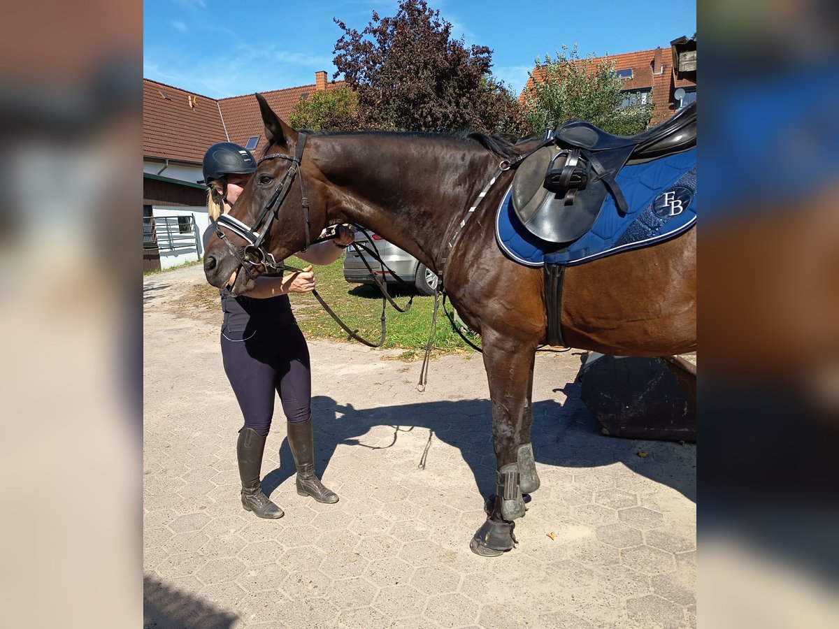 Westfale Wallach 16 Jahre 165 cm Brauner in Langwedel