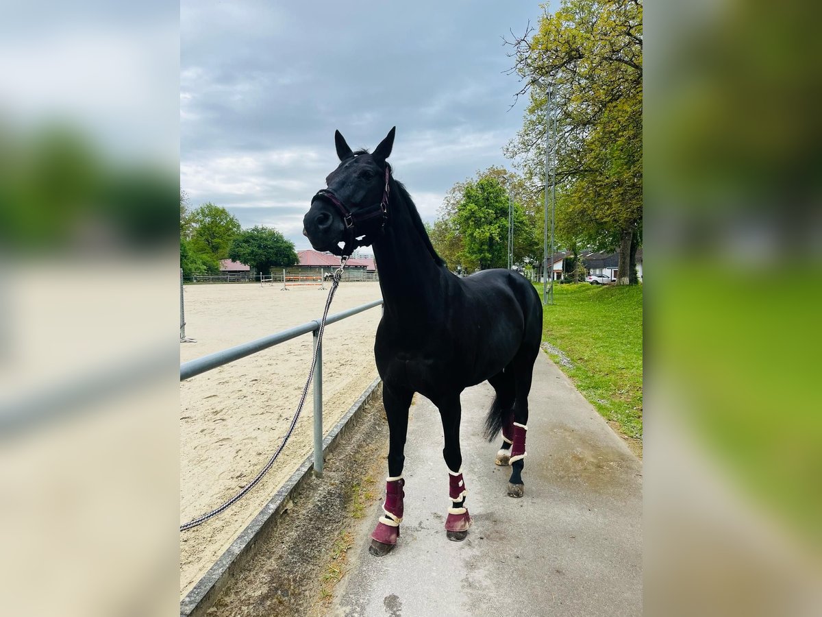 Westfale Wallach 16 Jahre 167 cm Rappe in B&#xF6;blingen