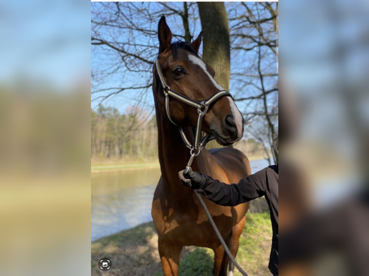 Westfale Wallach 16 Jahre 168 cm Brauner in Westerkappeln