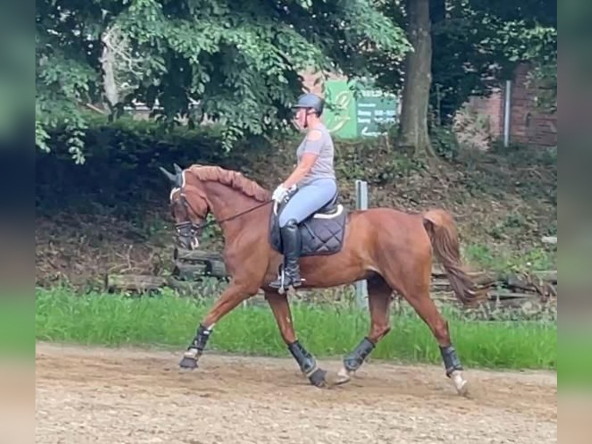 Westfale Wallach 16 Jahre 168 cm Fuchs in Bad Iburg
