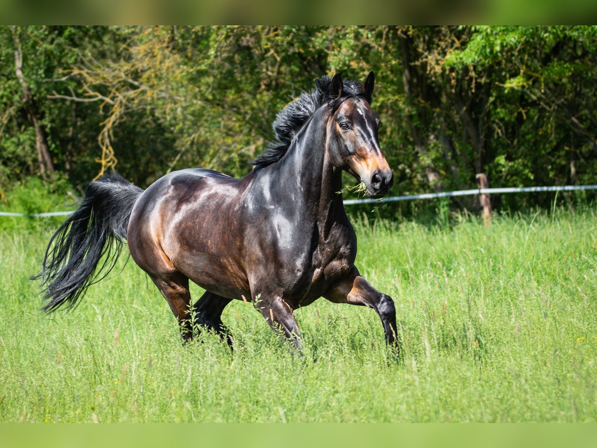 Westfale Wallach 16 Jahre 170 cm Schwarzbrauner in Mainz