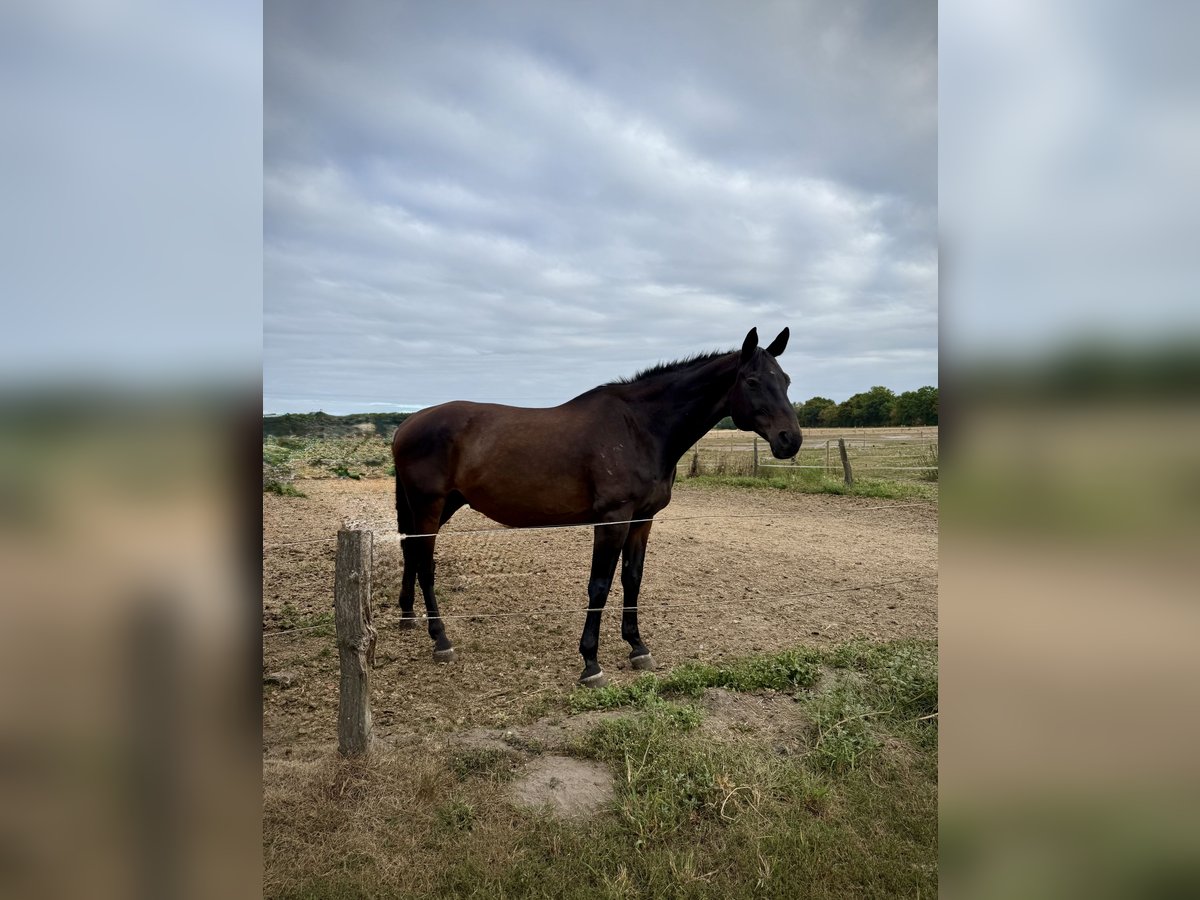 Westfale Wallach 16 Jahre 172 cm Dunkelbrauner in Olfen