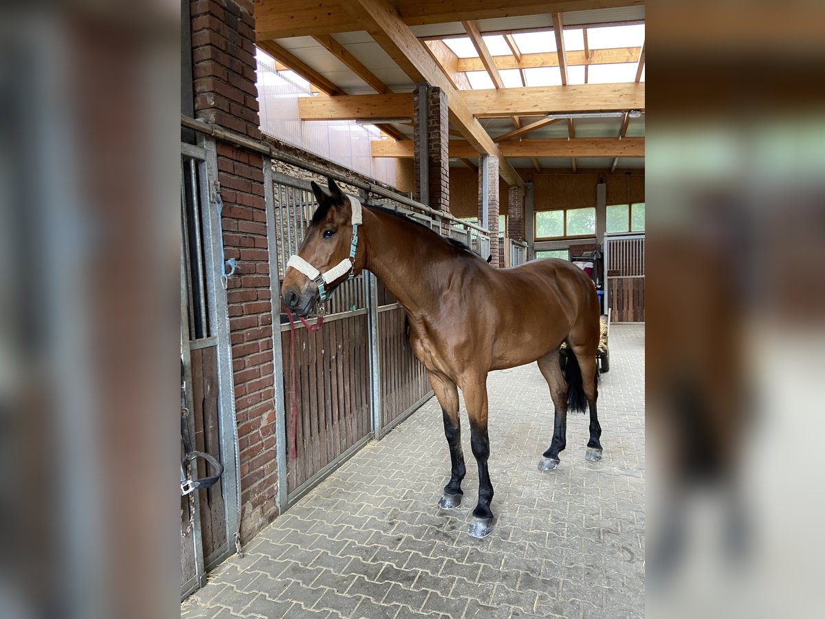 Westfale Wallach 16 Jahre 172 cm in Osnabrück