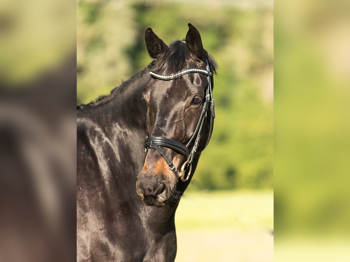 Westfale Wallach 16 Jahre 173 cm Dunkelbrauner in Idstein