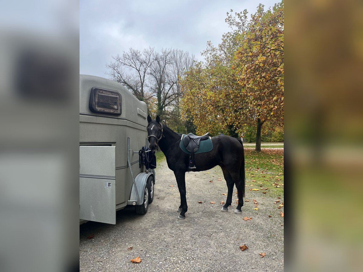 Westfale Wallach 17 Jahre 160 cm Schwarzbrauner in K&#xFC;ttigen