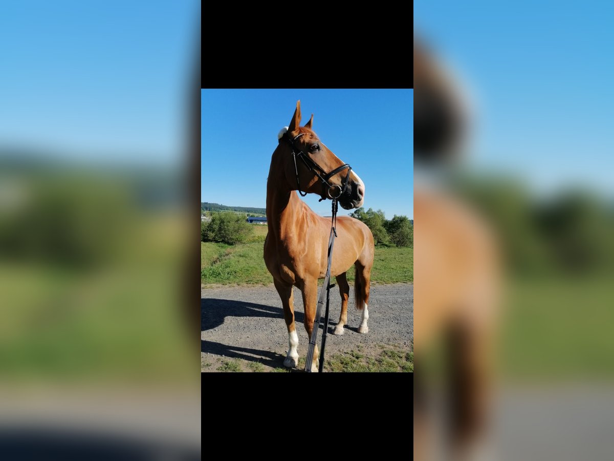 Westfale Wallach 17 Jahre 174 cm Fuchs in Kassel