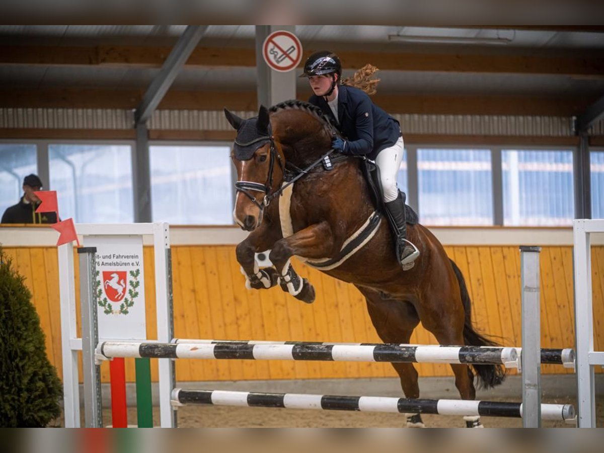 Westfale Wallach 17 Jahre 178 cm Brauner in Tecklenburg