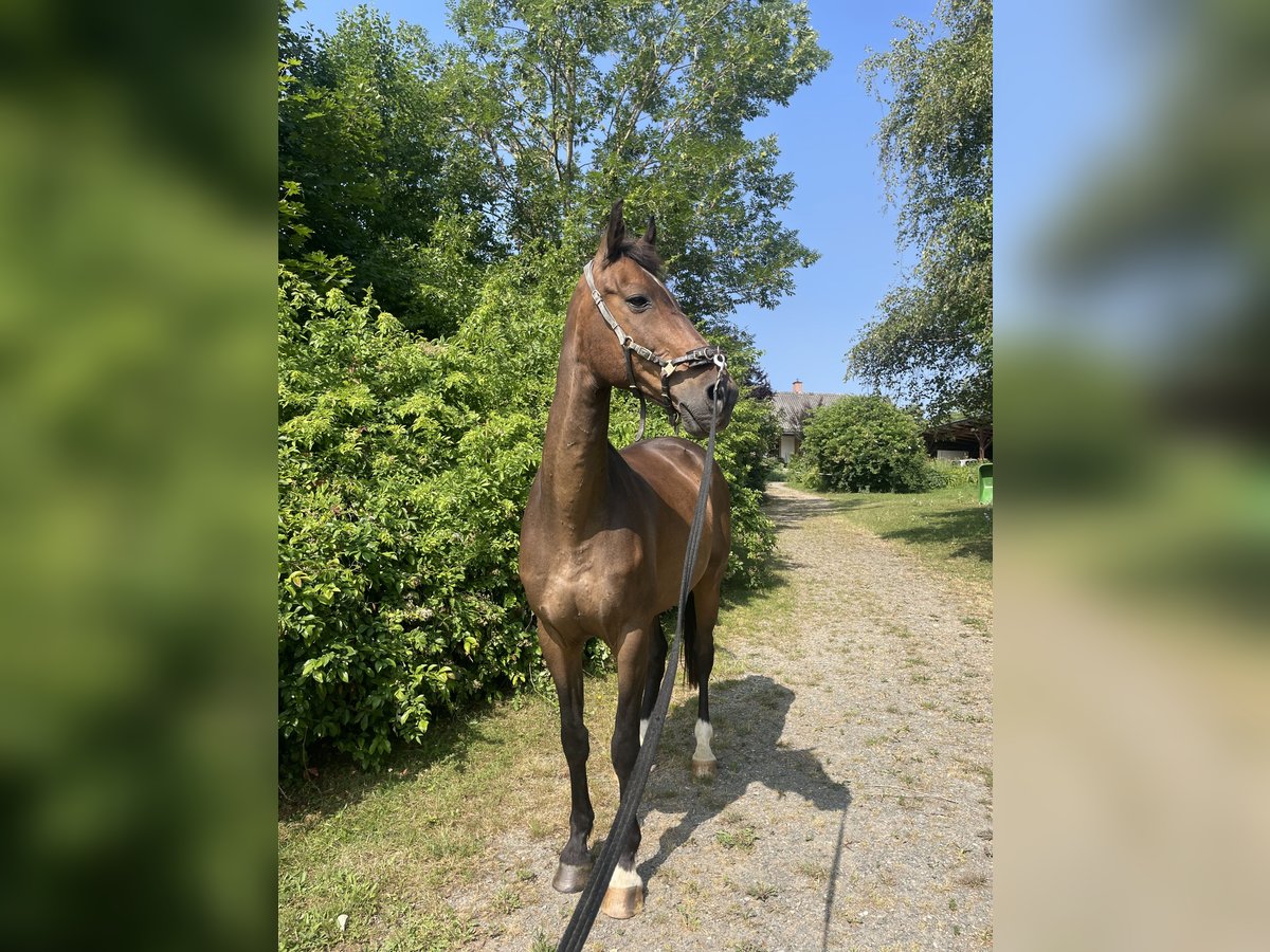 Westfale Wallach 19 Jahre 170 cm Dunkelbrauner in Sernau