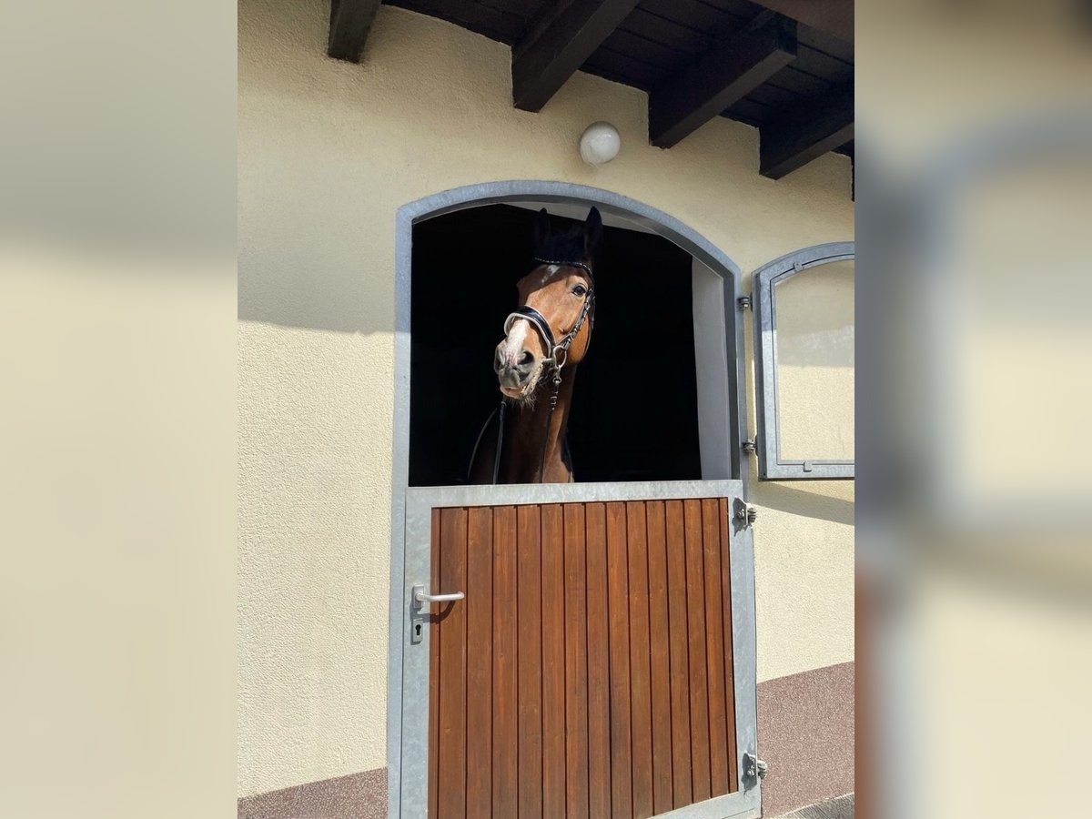 Westfale Wallach 19 Jahre 175 cm Dunkelbrauner in Bellingen