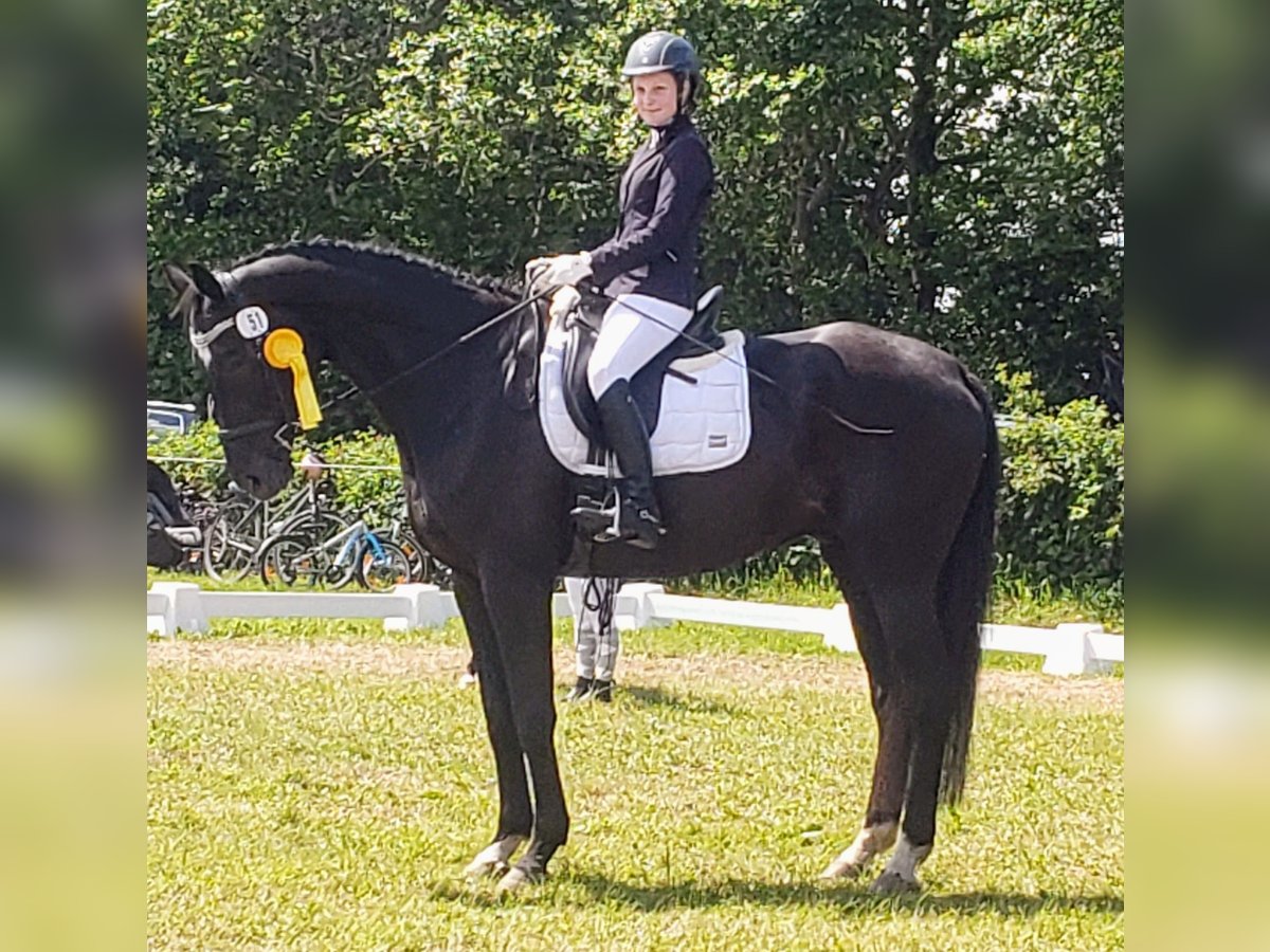 Westfale Wallach 19 Jahre 176 cm Rappe in Husum