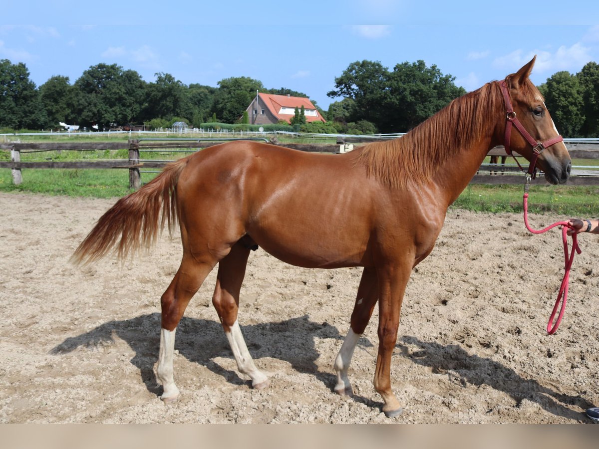 Westfale Wallach 1 Jahr 156 cm Fuchs in Emsdetten