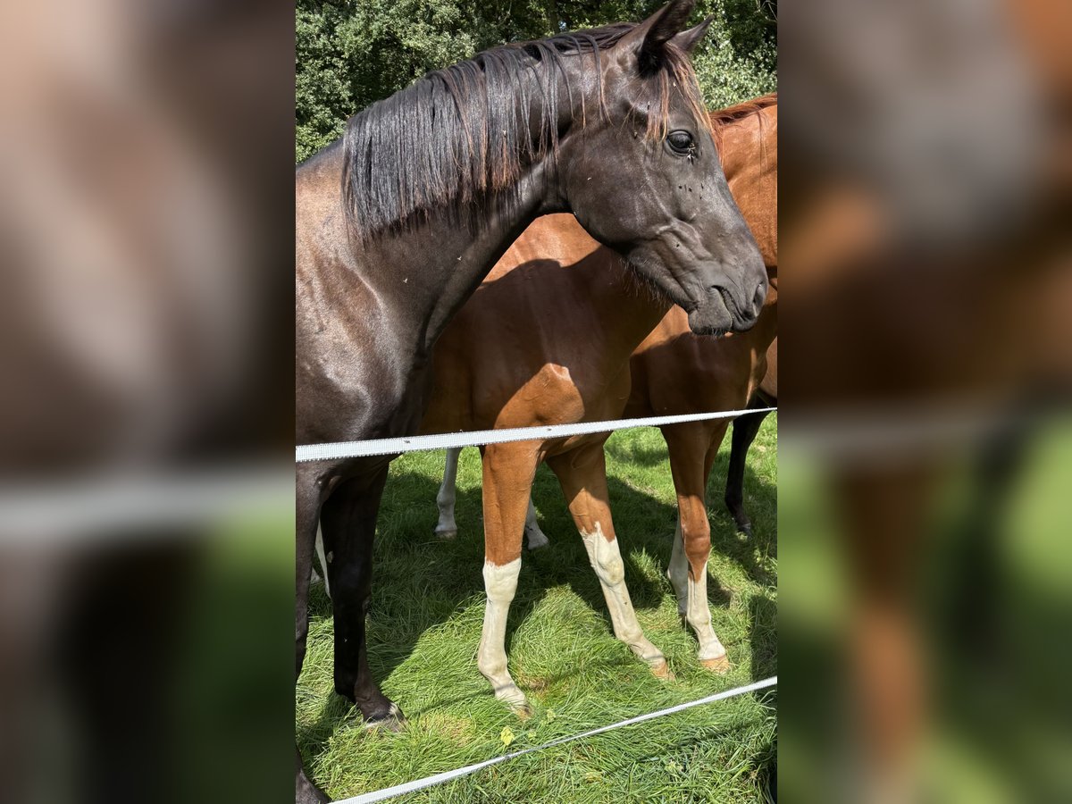 Westfale Wallach 1 Jahr in Salzbergen