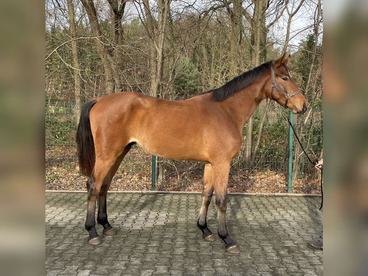 Westfale Wallach 2 Jahre 167 cm Brauner in Verl