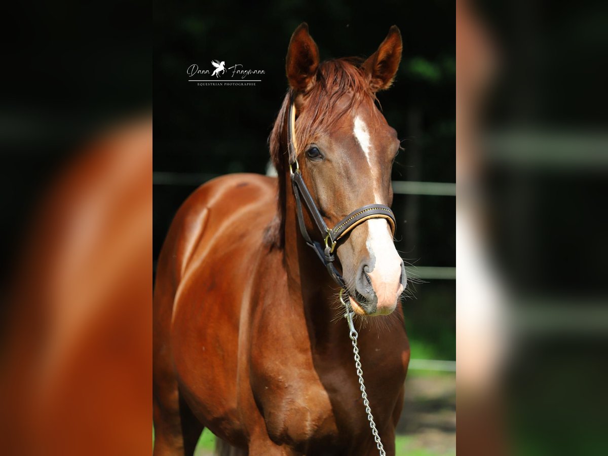 Westfale Wallach 2 Jahre 172 cm Dunkelfuchs in Neuenkirchen-V&#xF6;rden