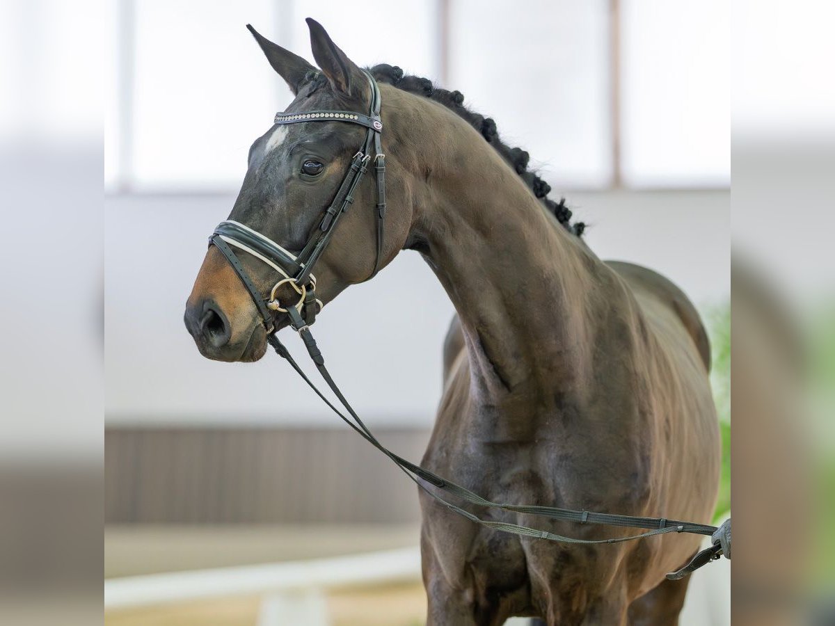 Westfale Wallach 3 Jahre 162 cm Brauner in M&#xFC;nster-Handorf