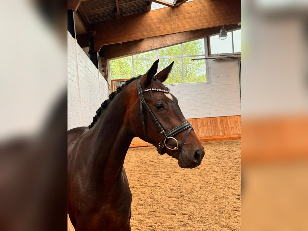 Westfale Wallach 3 Jahre 162 cm Dunkelbrauner in M&#xFC;nster