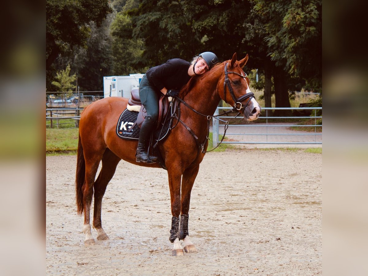 Westfale Wallach 3 Jahre 162 cm Fuchs in Dorsten