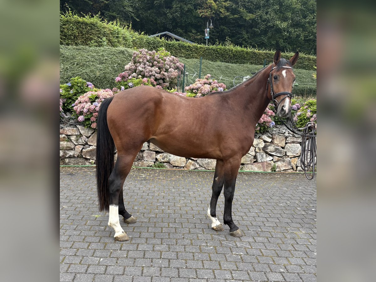 Westfale Wallach 3 Jahre 164 cm Brauner in Meinerzhagen