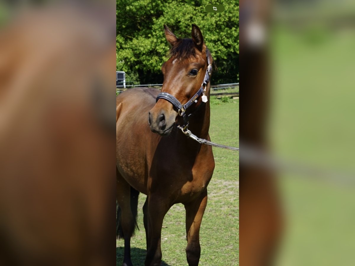 Westfale Wallach 3 Jahre 164 cm Brauner in Wesel