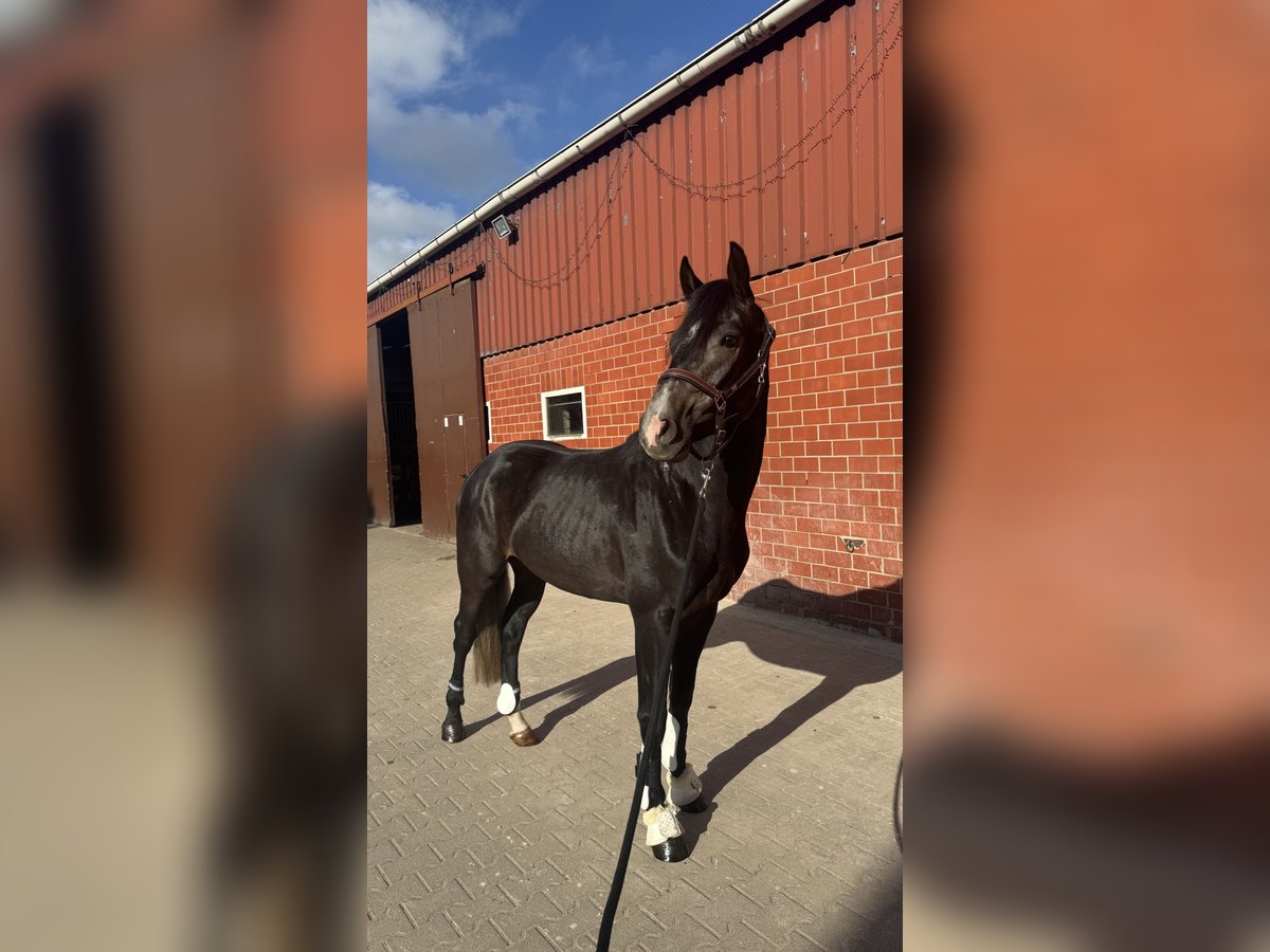 Westfale Wallach 3 Jahre 164 cm Kann Schimmel werden in Horstmar
