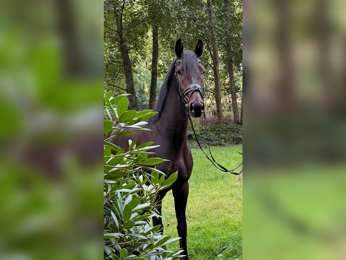 Westfale Wallach 3 Jahre 164 cm Schwarzbrauner in Edewecht
