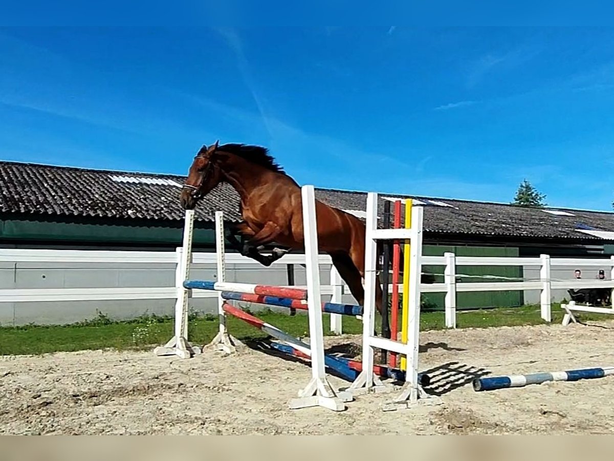 Westfale Wallach 3 Jahre 165 cm Brauner in Selm
