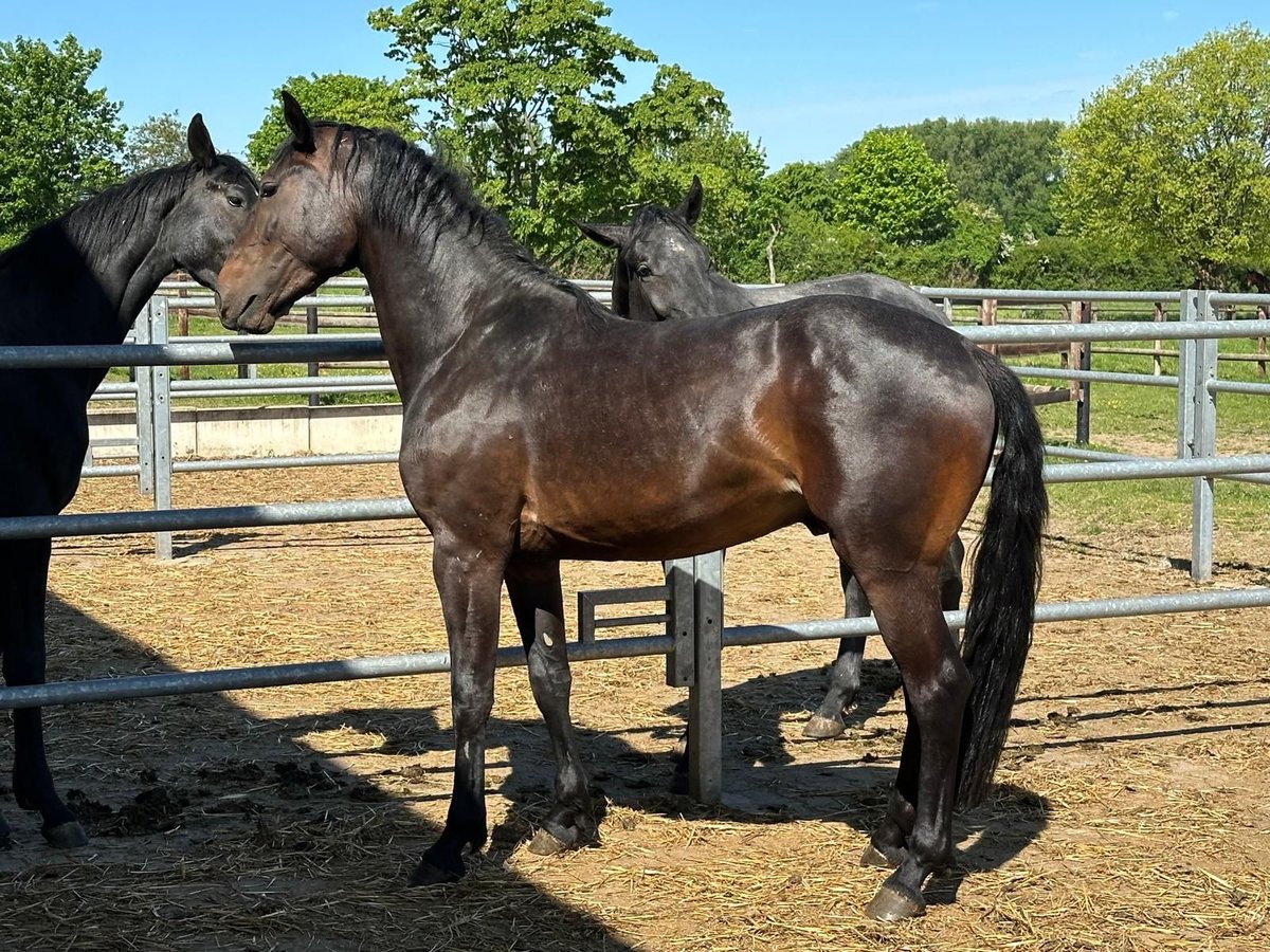 Westfale Wallach 3 Jahre 165 cm Dunkelbrauner in Everswinkel