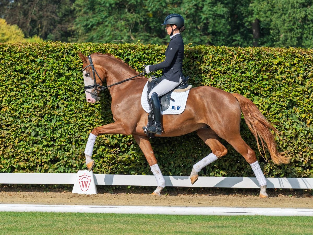 Westfale Wallach 3 Jahre 165 cm Fuchs in M&#xFC;nster-Handorf