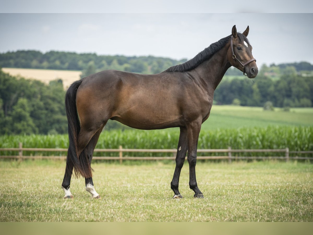 Westfale Wallach 3 Jahre 166 cm Dunkelbrauner in Melle