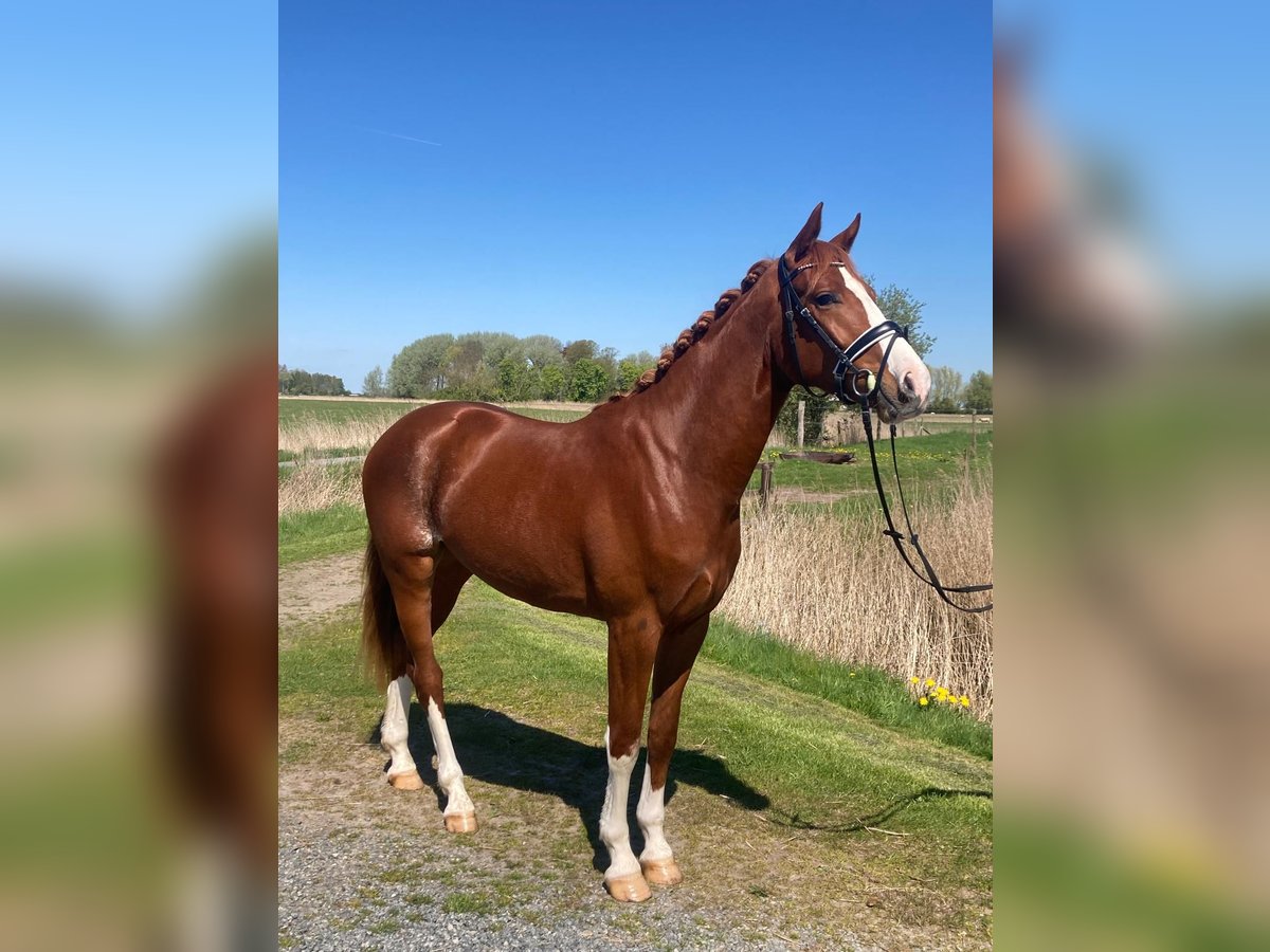 Westfale Wallach 3 Jahre 166 cm Fuchs in Tönning