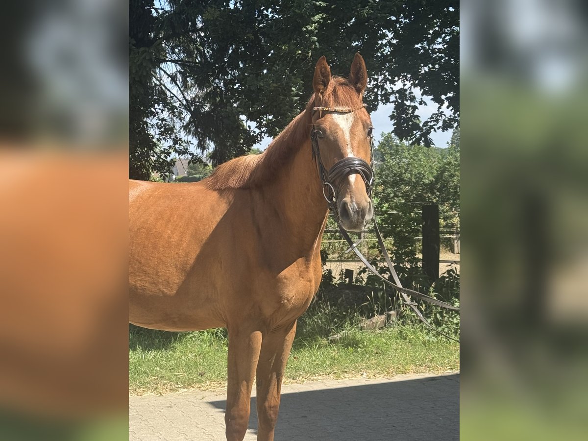 Westfale Wallach 3 Jahre 166 cm Fuchs in Wesel