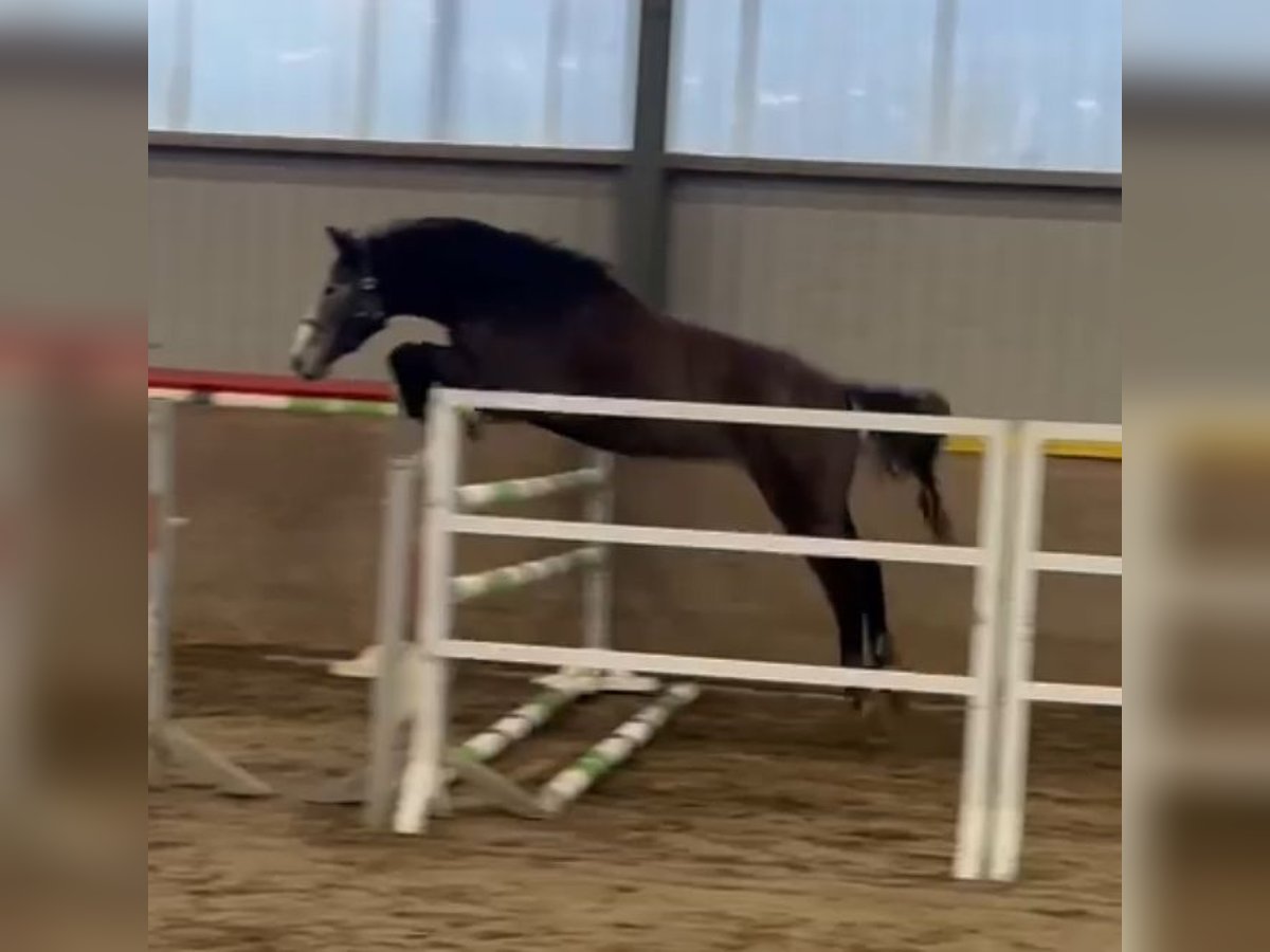 Westfale Wallach 3 Jahre 167 cm Schimmel in Lindlar