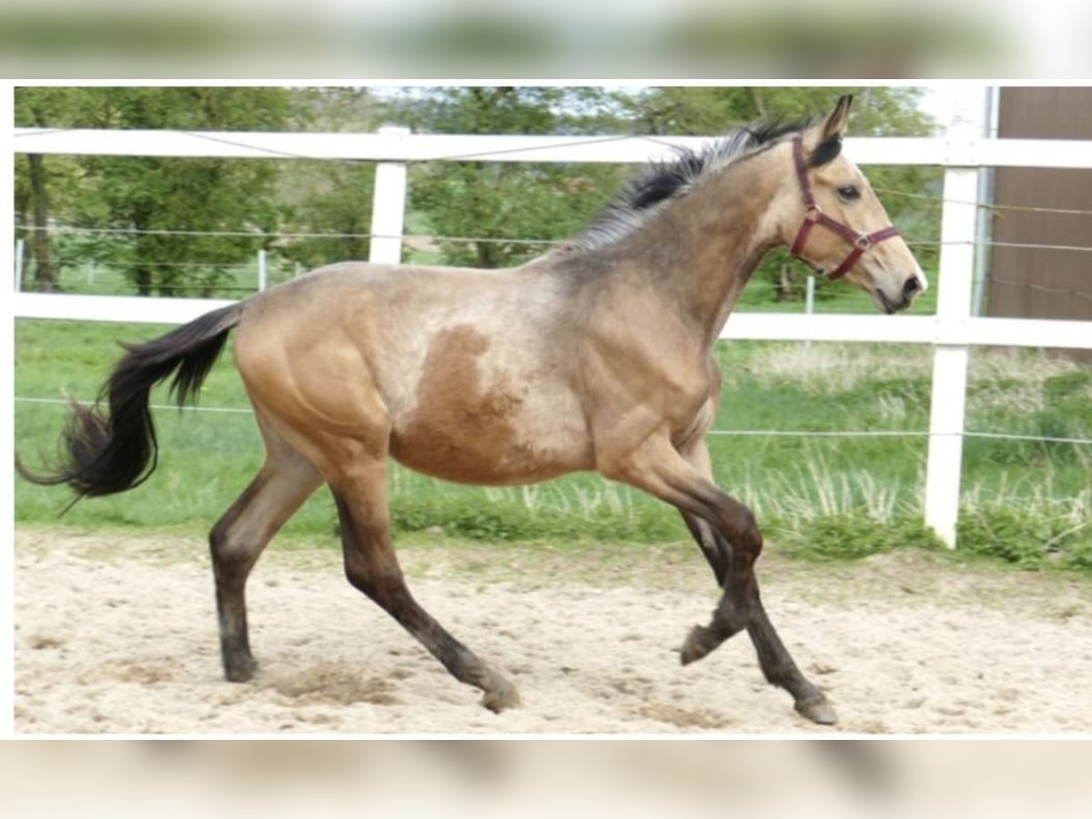 Westfale Wallach 3 Jahre 168 cm Buckskin in Bad Waldsee