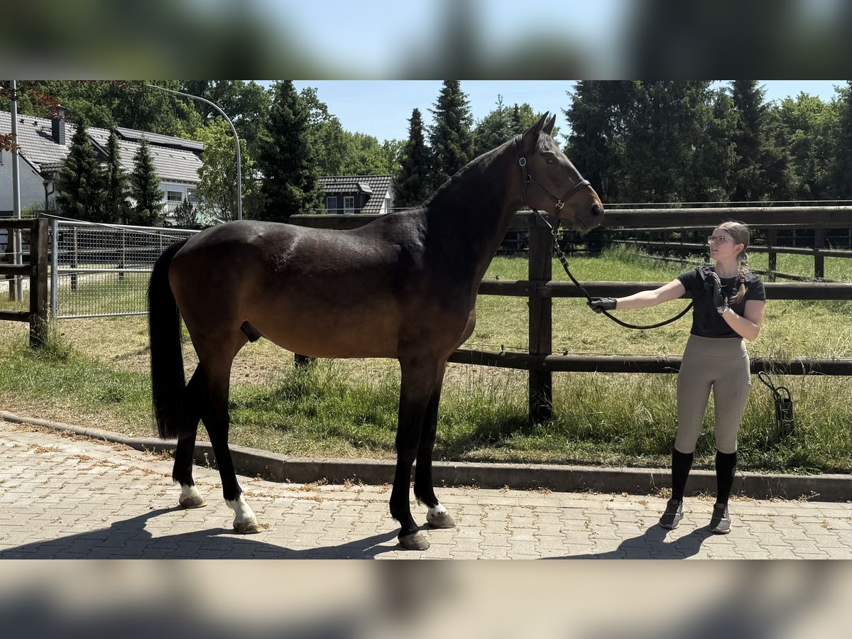 Westfale Wallach 3 Jahre 168 cm Dunkelbrauner in Hamm