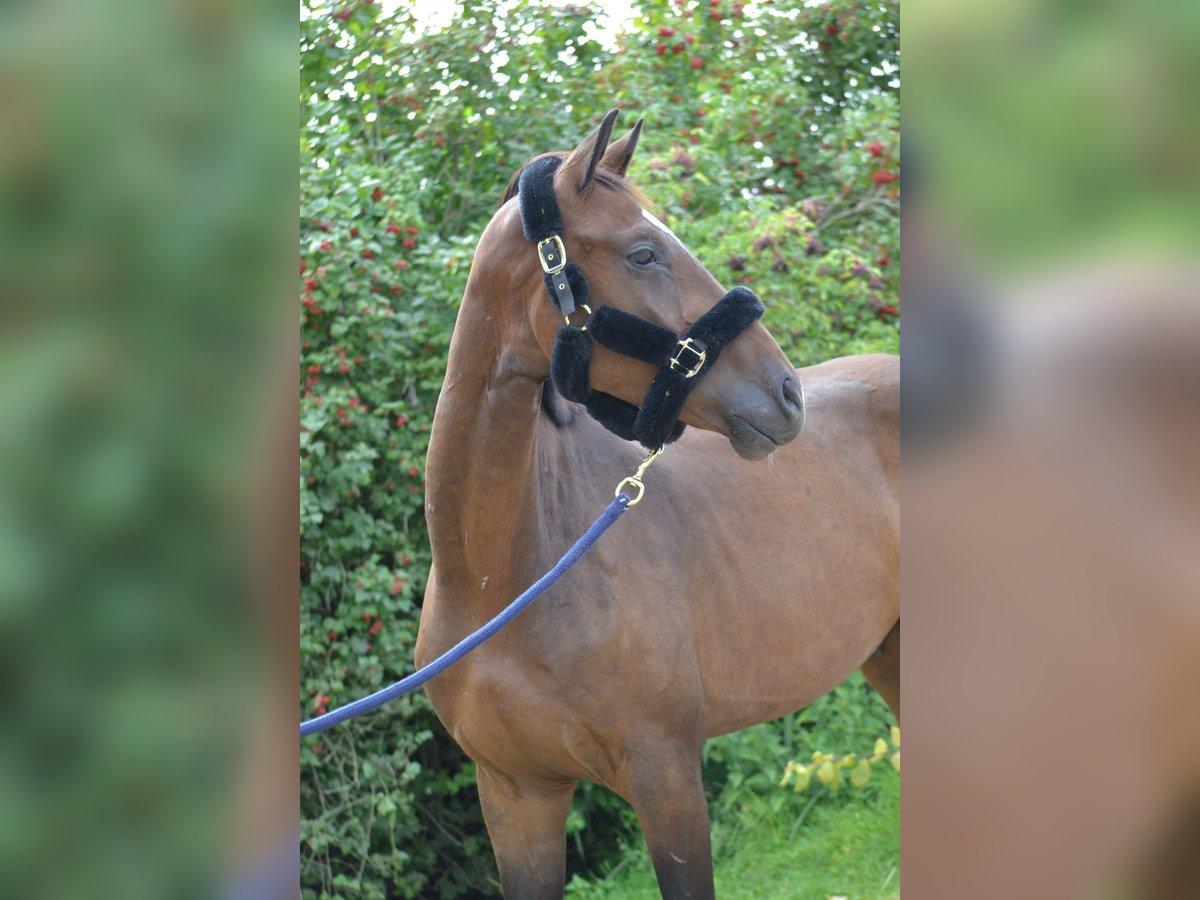 Westfale Wallach 3 Jahre 169 cm Dunkelbrauner in Oyten