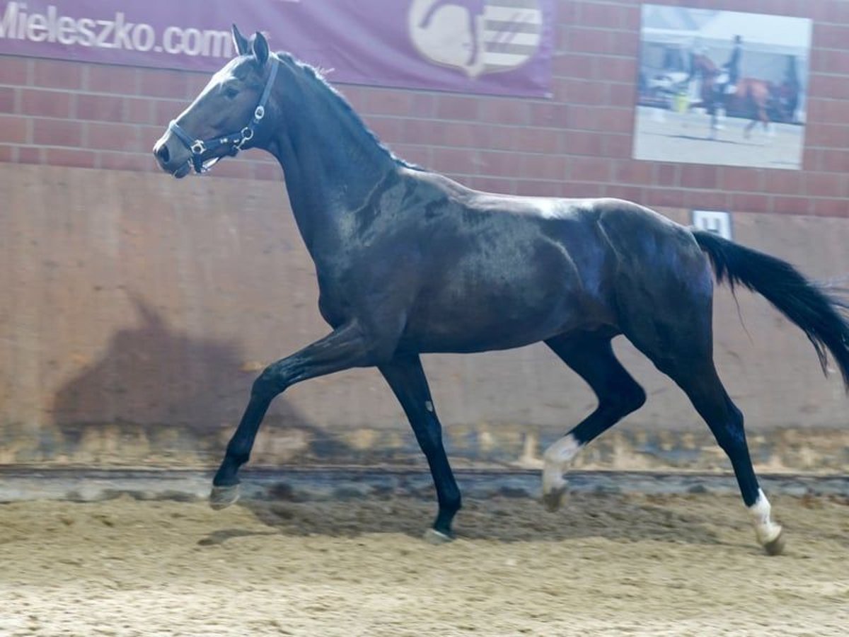 Westfale Wallach 3 Jahre 169 cm Rappe in Paderborn