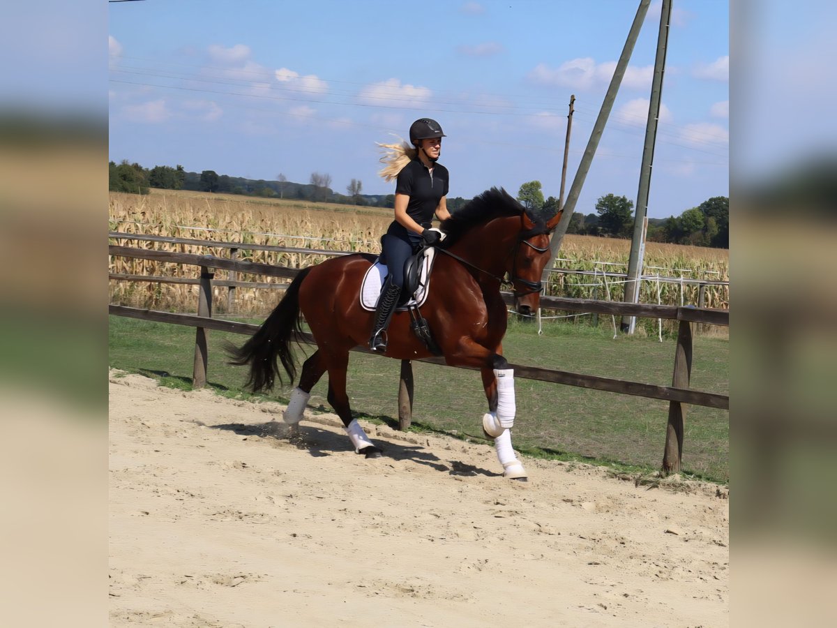 Westfale Wallach 3 Jahre 170 cm Brauner in M&#xFC;nster
