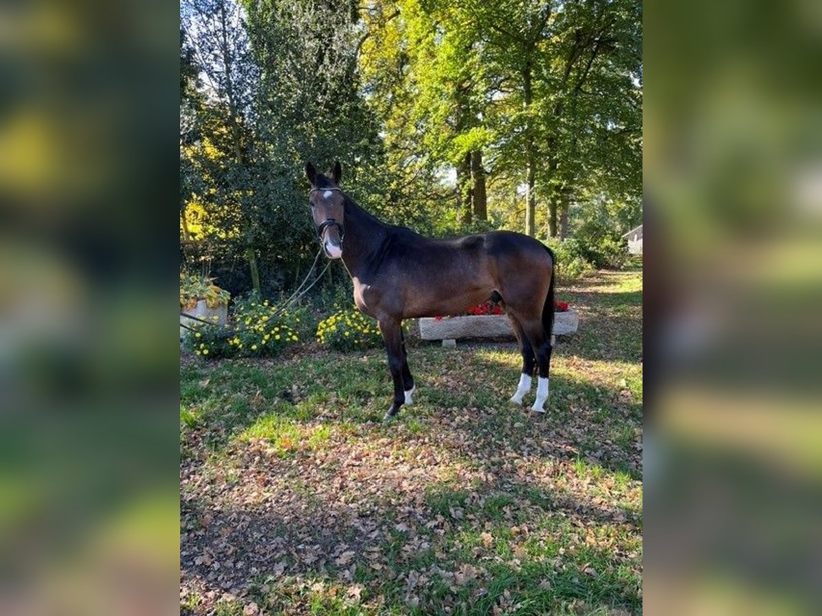 Westfale Wallach 3 Jahre 170 cm Brauner in Saerbeck