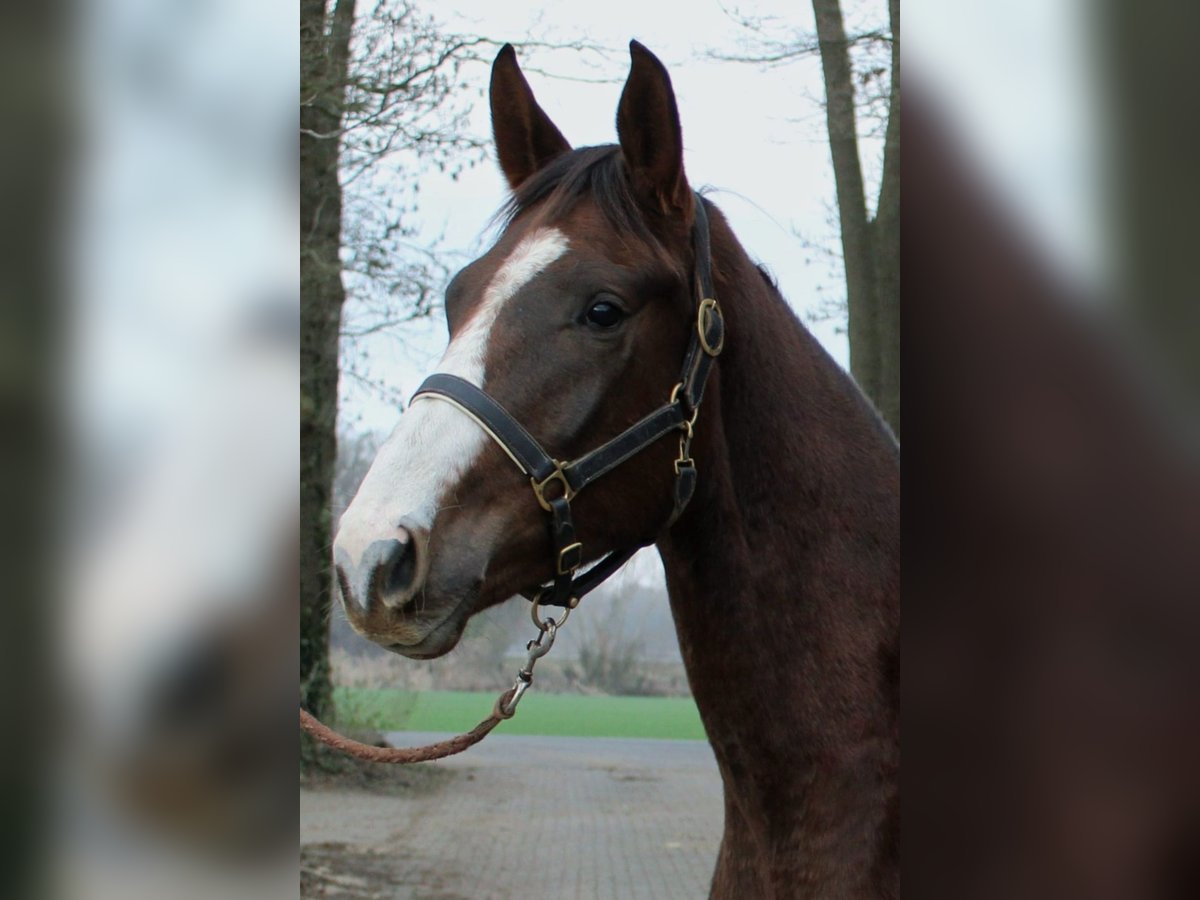 Westfale Wallach 3 Jahre 170 cm Dunkelfuchs in Lohne (Oldenburg)