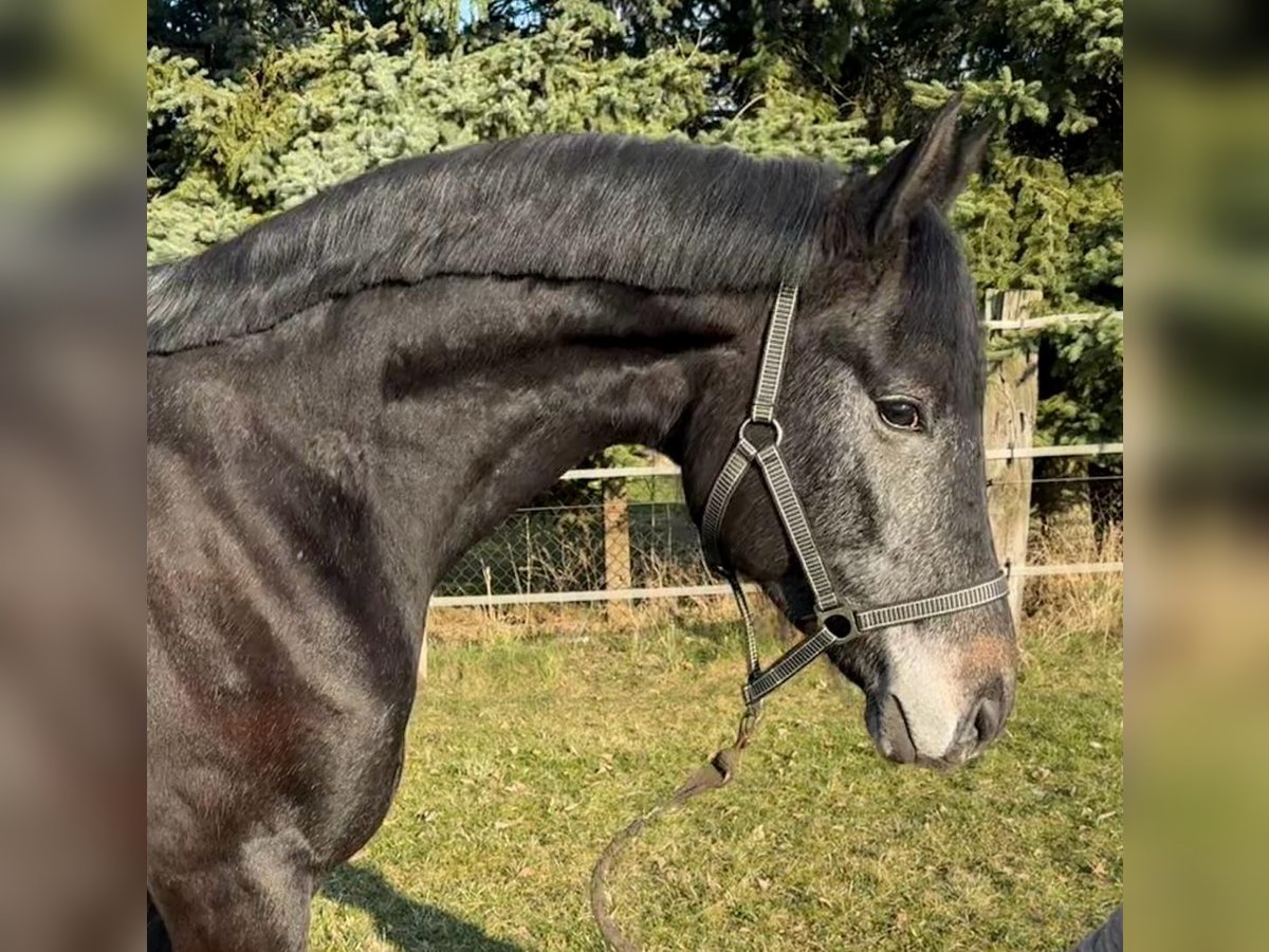 Westfale Wallach 3 Jahre 170 cm Rappschimmel in Reichenwalde