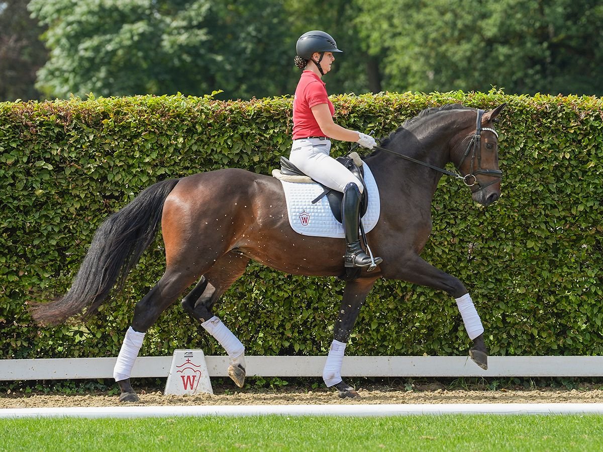 Westfale Wallach 3 Jahre 170 cm Schwarzbrauner in Münster