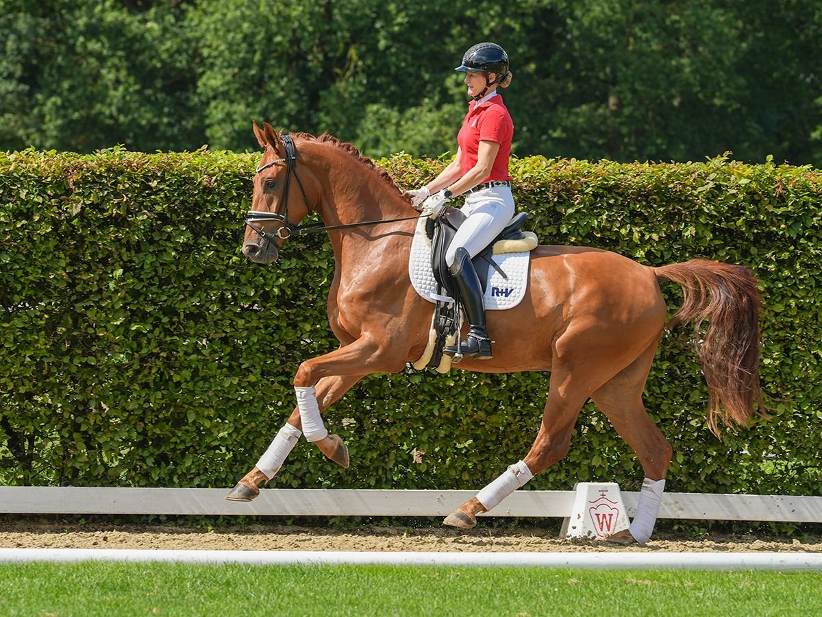 Westfale Wallach 3 Jahre 173 cm Fuchs in Münster