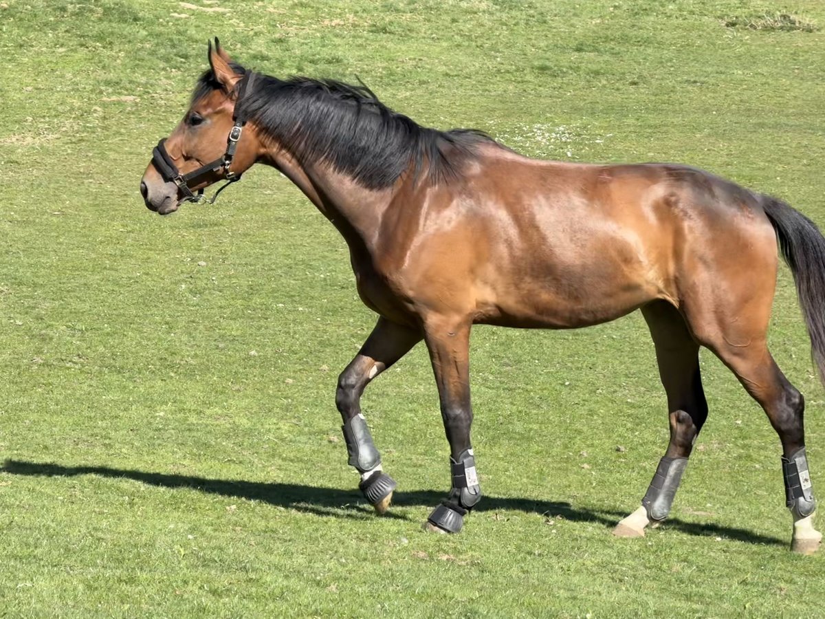 Westfale Wallach 3 Jahre 174 cm Brauner in GrevenGreven