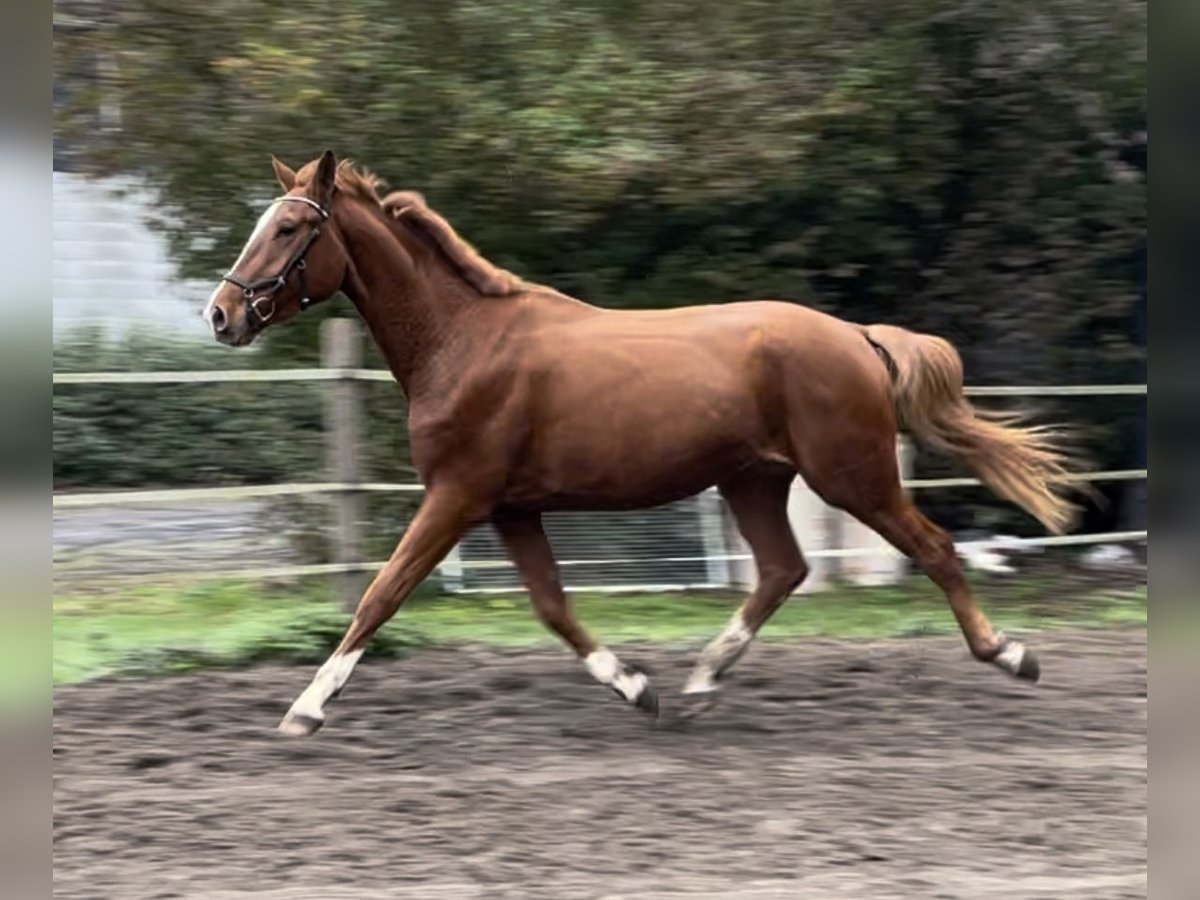 Westfale Wallach 3 Jahre 175 cm Fuchs in Oberhausen